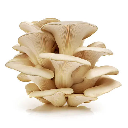 Better Fresh Farms Mushrooms