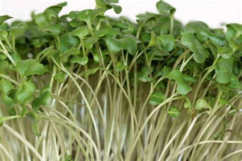 Hazelnut Pastures Microgreens