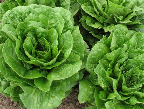 BetterFresh Farms Leafy Greens