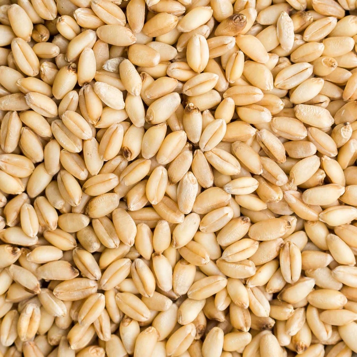Bulk Wheat Berries Organic (per LB)